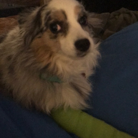 Prayers for my sweet baby girl Sugar! ❤️🐶❤️ - Picture 4 of 7